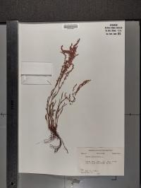 Rumex acetosella image
