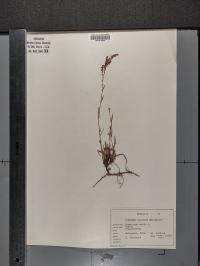 Rumex acetosella image