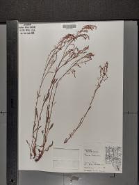 Rumex acetosella image
