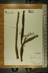 Cissus quadrangularis image