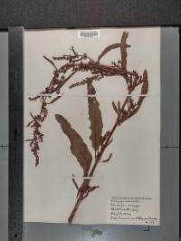 Rumex crispus image