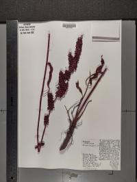 Rumex crispus image