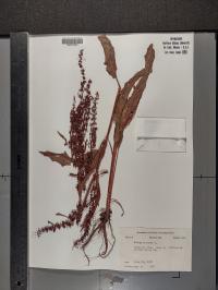Rumex crispus image