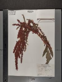 Rumex crispus image