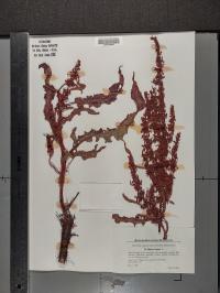 Rumex crispus image