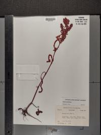 Rumex maritimus image