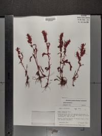Rumex maritimus image