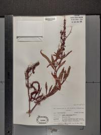 Rumex mexicanus image