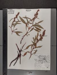 Rumex mexicanus image