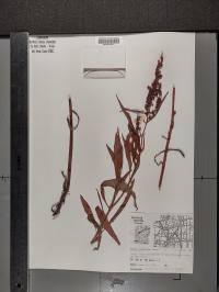 Rumex mexicanus image
