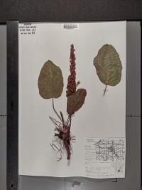 Rumex obtusifolius image