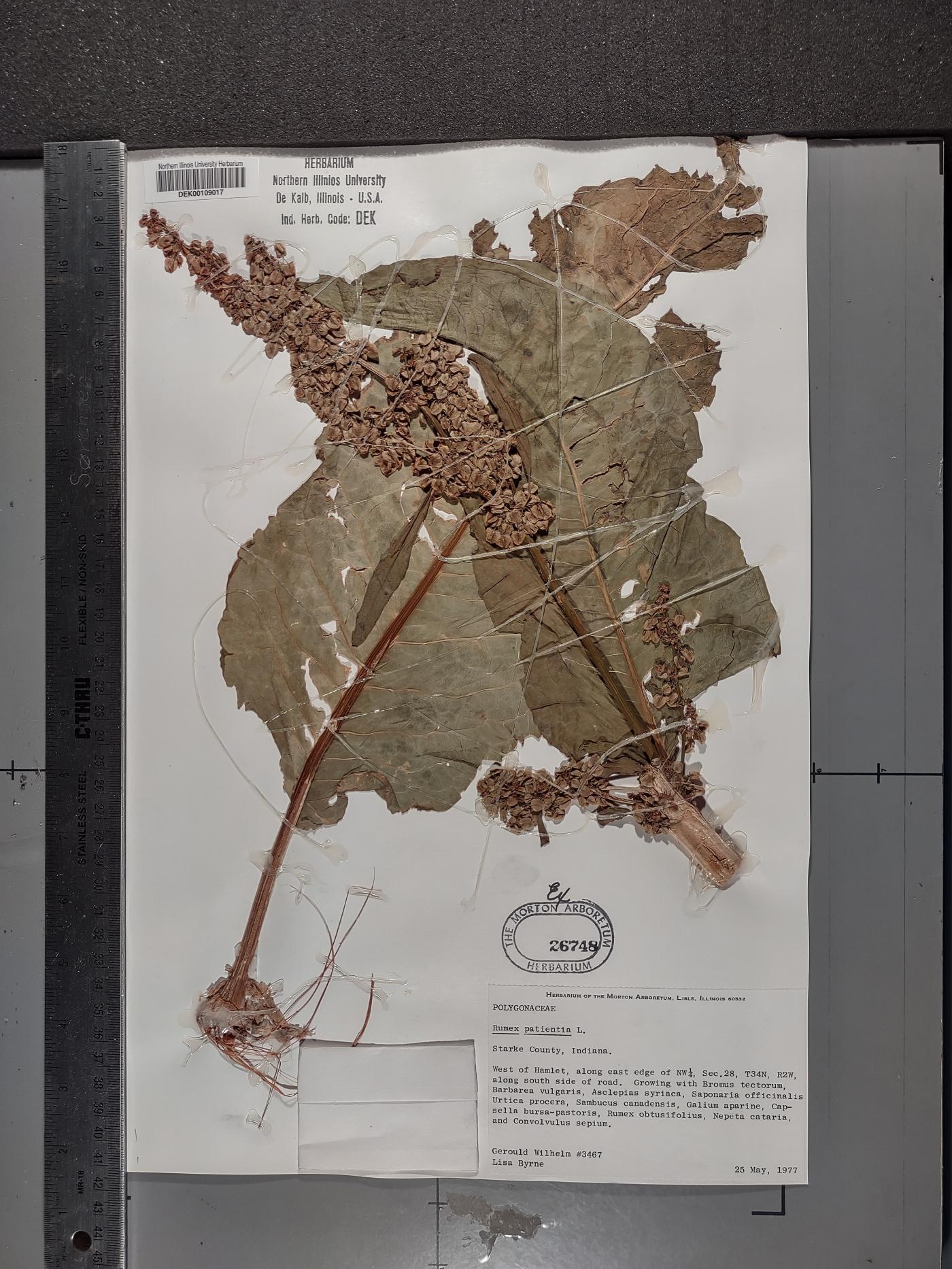 Rumex patientia image