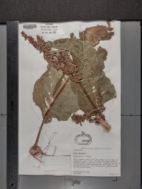 Rumex patientia image