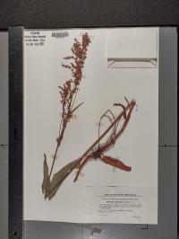 Rumex thyrsiflorus image