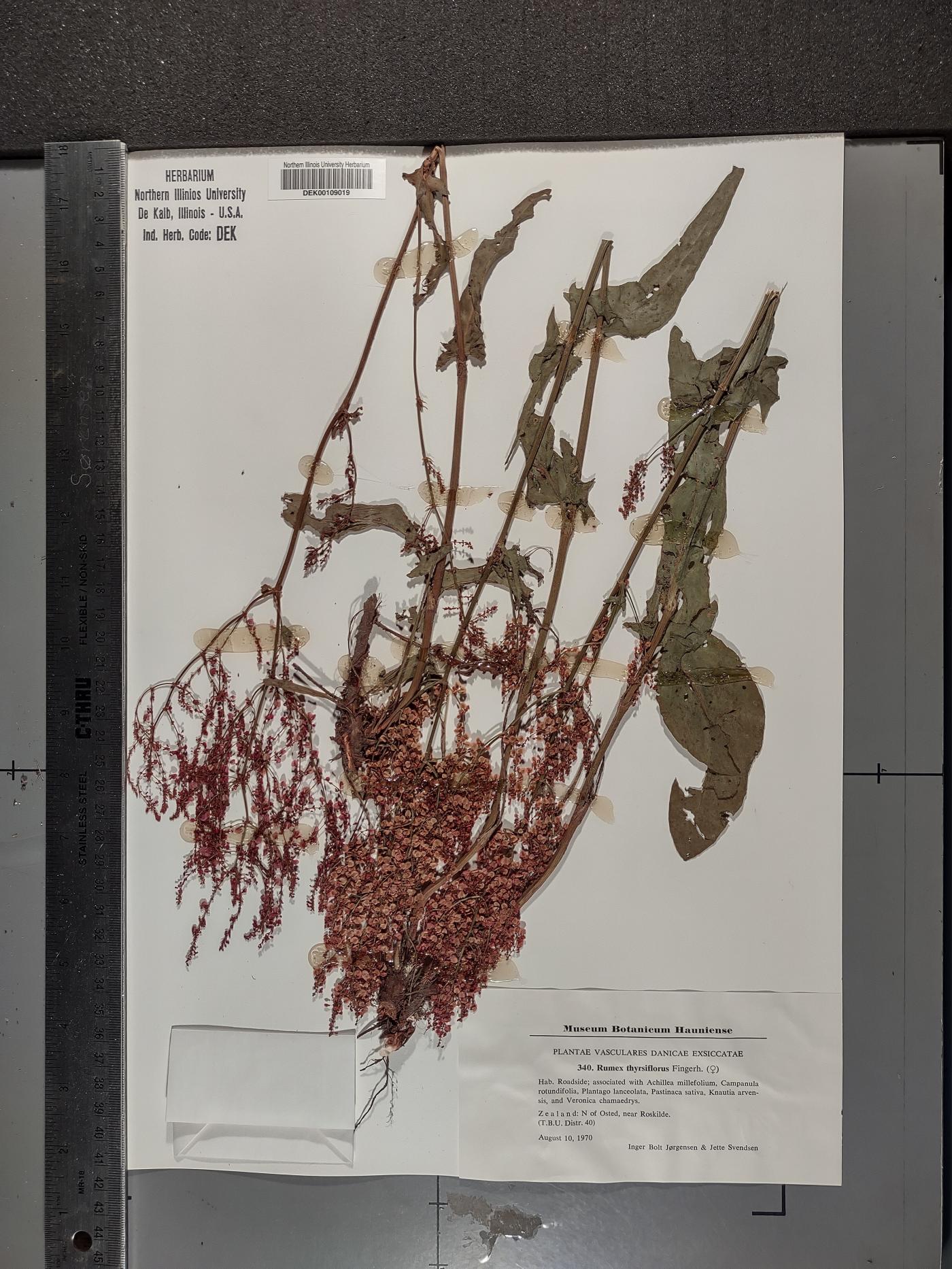 Rumex thyrsiflorus image