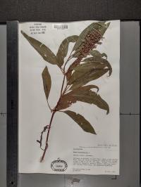 Rumex verticillatus image