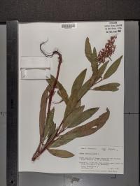 Rumex verticillatus image