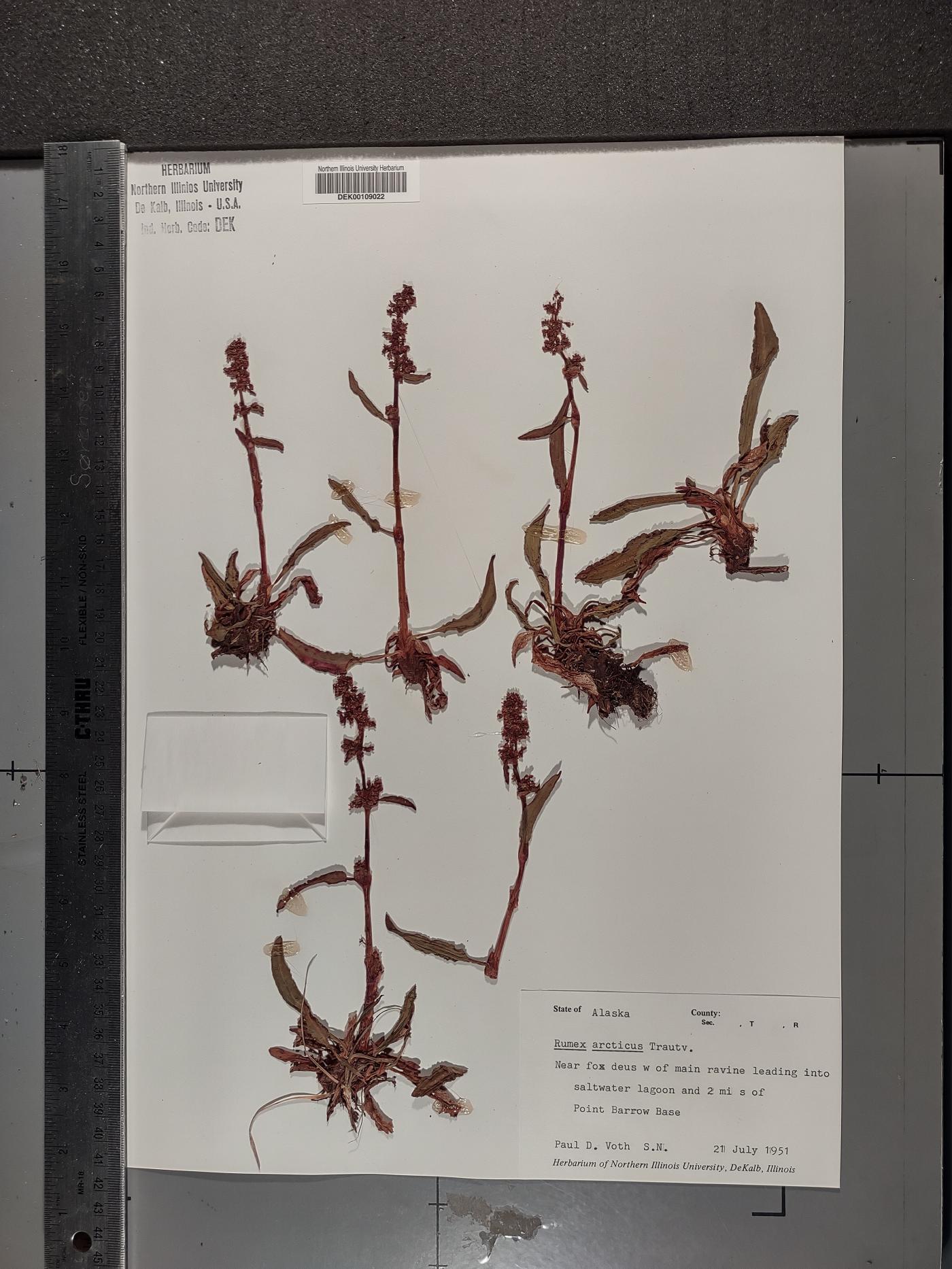 Rumex arcticus image