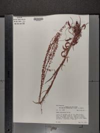 Rumex hastatulus image