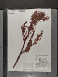 Rumex orbiculatus image