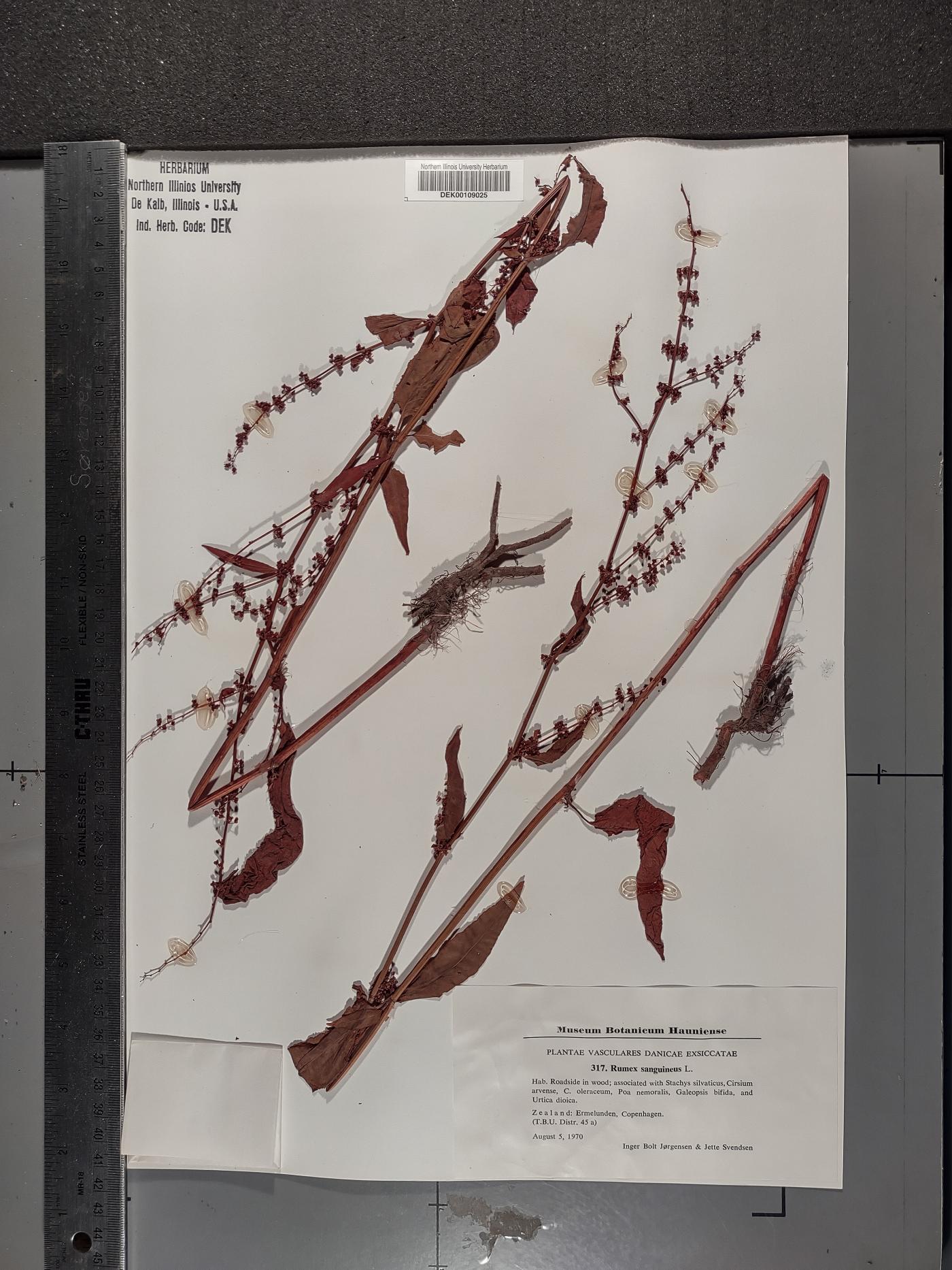 Rumex sanguineus image