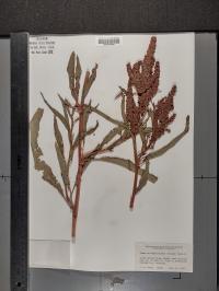Rumex triangulivalvis image