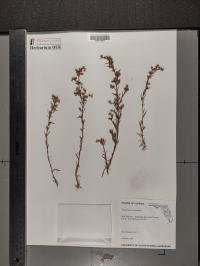 Polypremum procumbens image