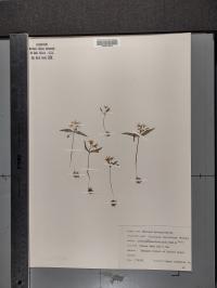 Claytonia lanceolata image