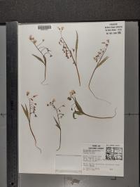 Claytonia virginica image
