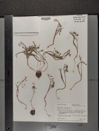 Claytonia virginica image