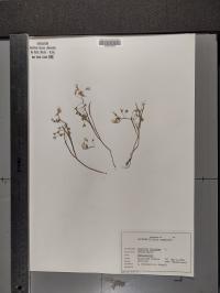 Claytonia virginica image