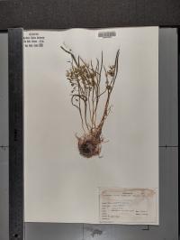 Claytonia virginica image