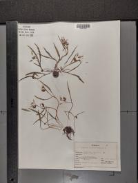 Claytonia virginica image