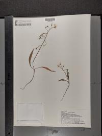 Claytonia virginica image