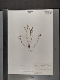 Claytonia virginica image