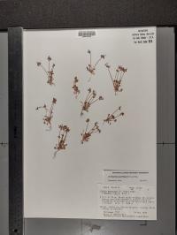 Claytonia perfoliata image