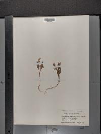 Claytonia caroliniana image