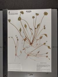 Claytonia perfoliata image