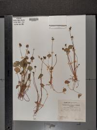 Claytonia perfoliata image