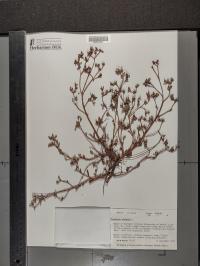 Portulaca oleracea image