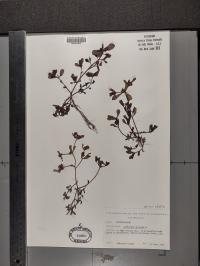 Portulaca oleracea image