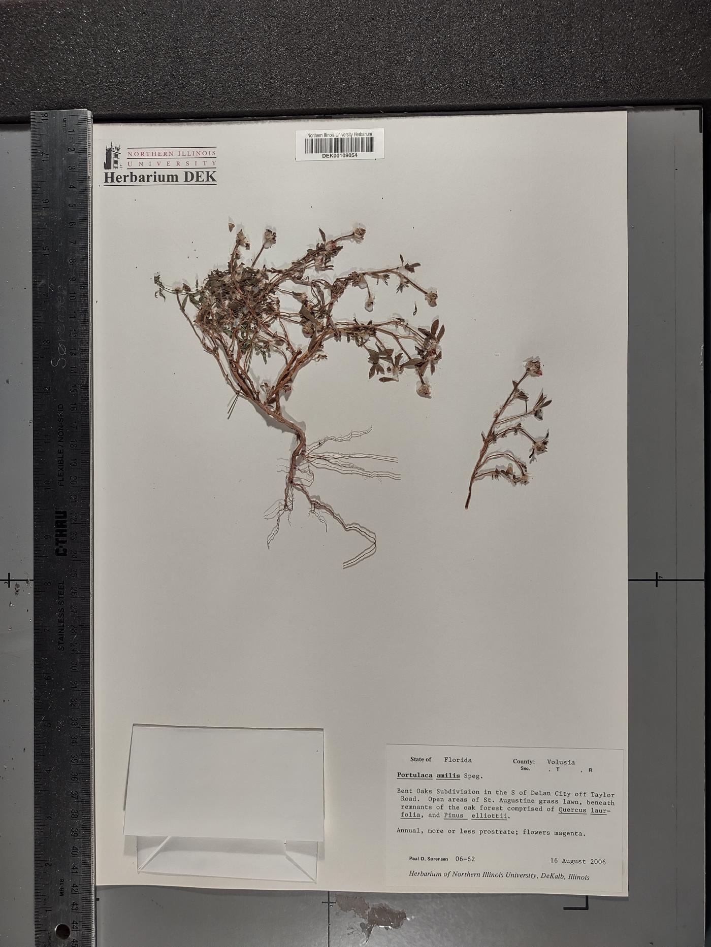 Portulaca amilis image