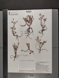 Portulaca pilosa image