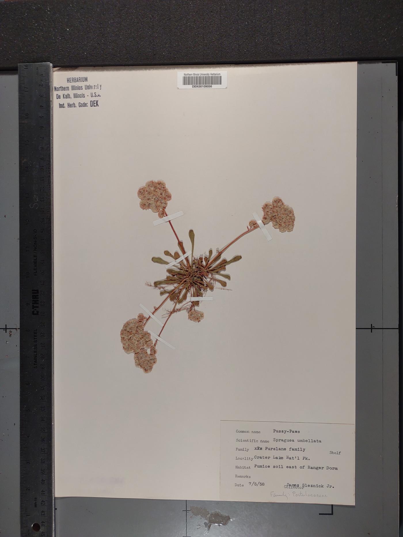 Calyptridium umbellatum image