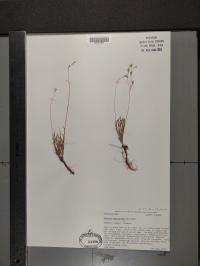Phemeranthus rugospermus image