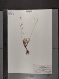 Phemeranthus rugospermus image