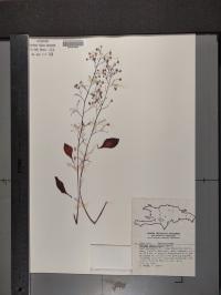 Talinum paniculatum image