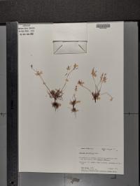 Phemeranthus parviflorus image