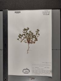 Lysimachia arvensis image