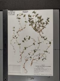 Lysimachia arvensis image